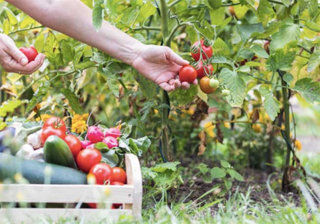 How do you start a vegetable garden for beginners?